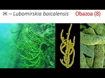 Разбор заданий ЗЭ 2019   Биоразнообразие   9 класс