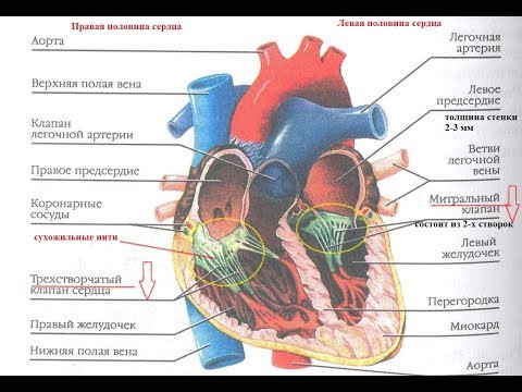Строение и работа сердца. Круги кровообращения.