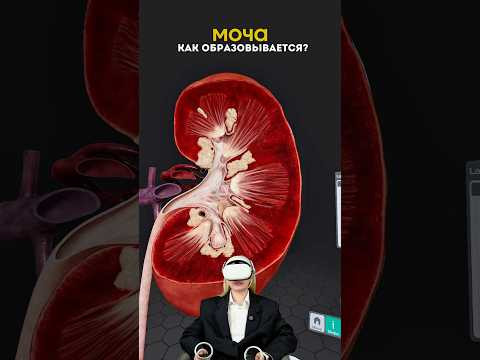 рассказала про образование мочи в нашем организме