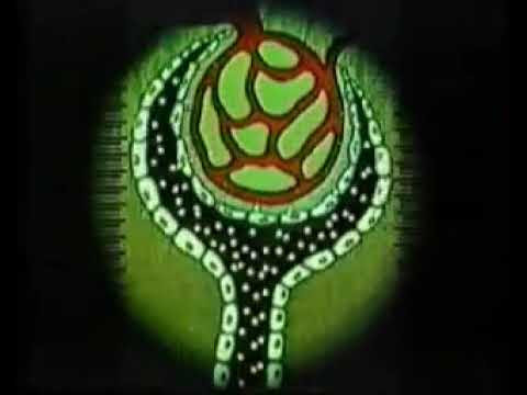 Гуморальная регуляция мочеобразования