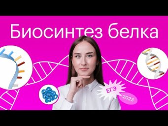 Понятно и просто: биосинтез белка для ЕГЭ по биологии