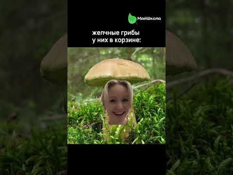 Как отличить белые грибы от желчных, рассказали в нашем тг по ссылке в шапке профиля #егэ #биология