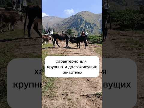 Экология для экзамена, про r и К стратегии размножения #биология #экология Экология для экзамена, про r и К стратегии размножения #биология #экология