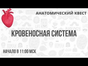 Анатомический Квест | Кровеносная система