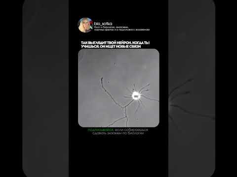мой тг: bio100ege все шпоры по егэ биологии найдешь тут#биология #сотка #человек #егэ