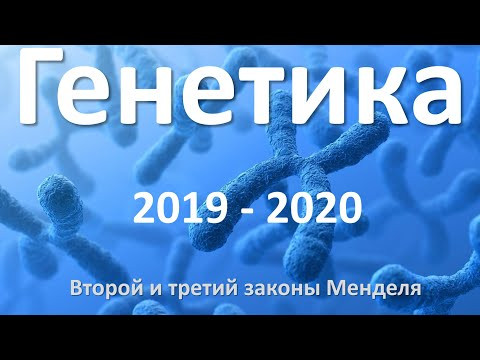 11. Генетика часть II (9 или 10-11 класс) - биология, подготовка к ЕГЭ и ОГЭ 2020