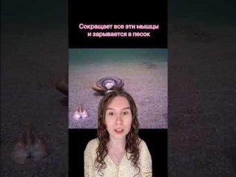 Как же передвигаются двустворчатые моллюски?