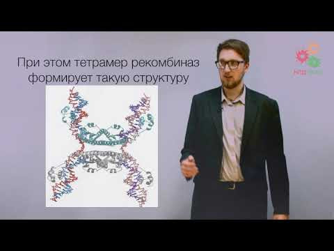 Перестройки генома. Сайт-специфическая рекомбинация (без музыки) Перестройки генома. Сайт-специфическая рекомбинация (без музыки)