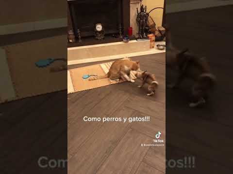 COMO PERRROS Y GATOS #SHORT
