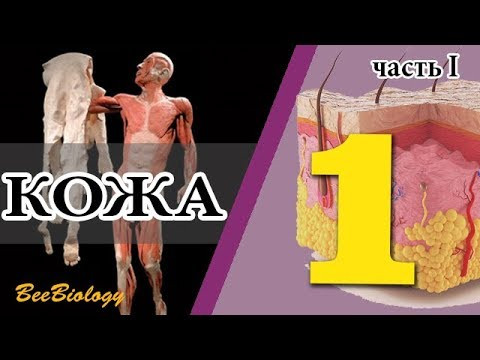 &bull;КОЖА&bull; строение эпидермиса кожи (часть 1)