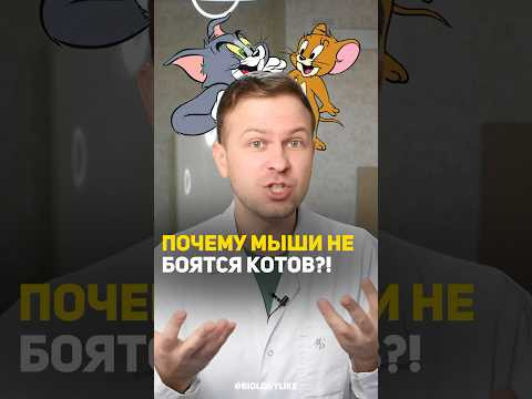 Почему мыши могут не бояться котов? Почему мыши могут не бояться котов?
