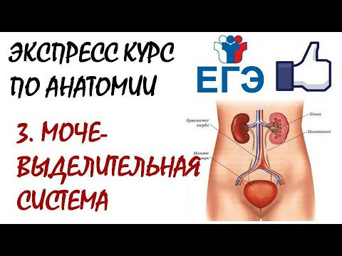 МОЧЕВЫДЕЛИТЕЛЬНАЯ СИСТЕМА (теория для ЕГЭ)