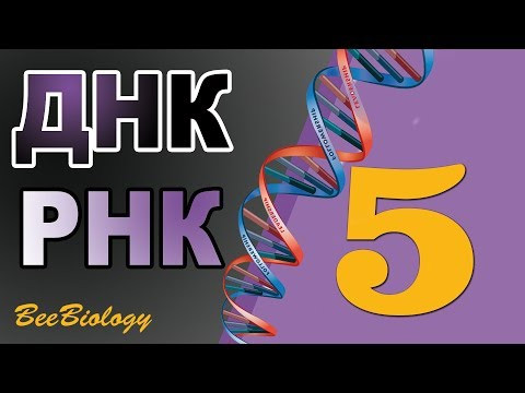 ДНК и РНК • нуклеиновые кислоты • строение и функции ДНК и РНК • нуклеиновые кислоты • строение и функции