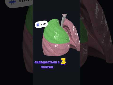 Вивчаємо анатомію разом з BeeBiology #нмт #anatomy #facts