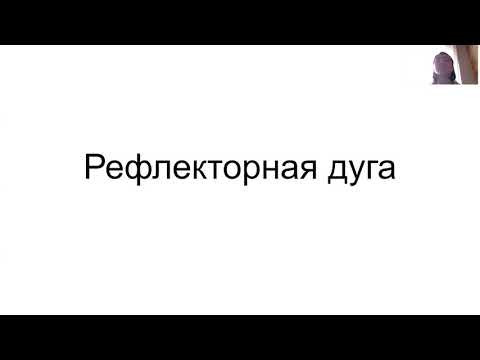 Что такое рефлекс? Строение рефлекторной дуги и ее функции Что такое рефлекс? Строение рефлекторной дуги и ее функции