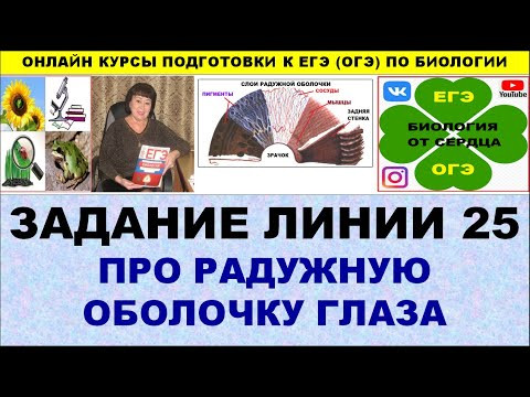 ЗАДАНИЕ ЛИНИИ 25 ПРО РАДУЖНУЮ ОБОЛОЧКУ ГЛАЗА