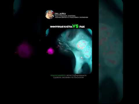 мой тг: bio100ege иммунная клетка против рака:T-клетка #биология #сотка #человек #егэ
