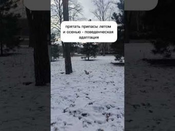 примеры адаптаций некоторых существ. 