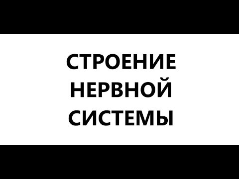 Строение нервной системы: головной и спинной мозг, нейроны Строение нервной системы: головной и спинной мозг, нейроны