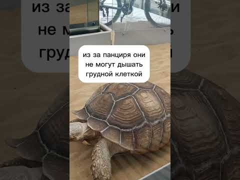 Примеры адаптации организма, сухопутная черепаха #экзамен #биология #экология Примеры адаптации организма, сухопутная черепаха #экзамен #биология #экология