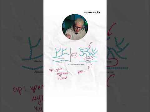 Полисахариды. 11 класс  | Биология с Яном