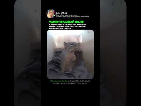 мой тг: bio100ege у белок тоже есть эмоции  #биология #сотка #егэ
