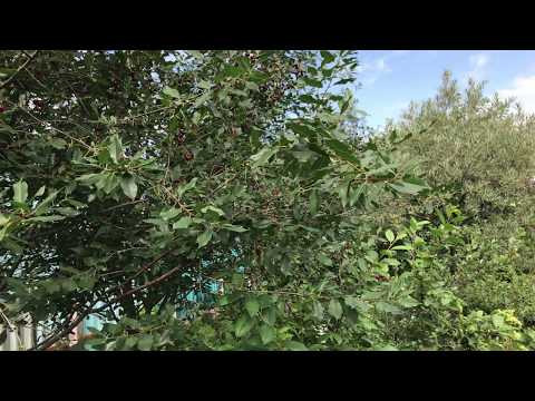 Летний сад в Челябинске (утреннее пробуждение) | Morning Garden, Chelyabinsk, Russia #SunriseEarth