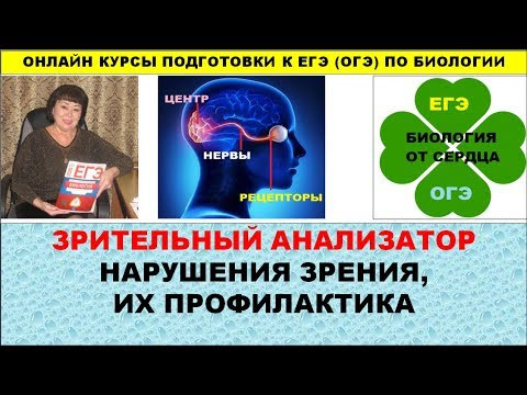 ЗРИТЕЛЬНЫЙ АНАЛИЗАТОР