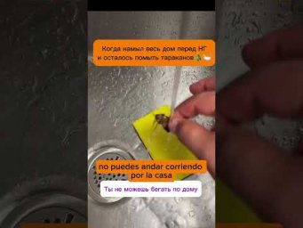 В этом доме даже тараканы чистые