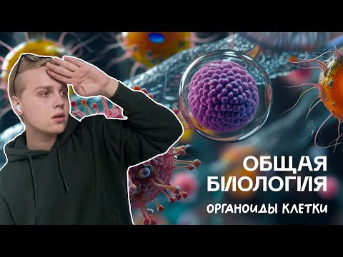 Биология ЦТ | Органоиды клетки | Ян Менделеев Биология ЦТ | Органоиды клетки | Ян Менделеев