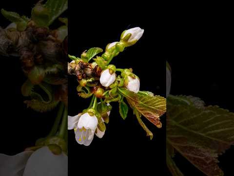 Як вирощувати рослини на Марсі? | How to grow plants on Mars? Як вирощувати рослини на Марсі? | How to grow plants on Mars?