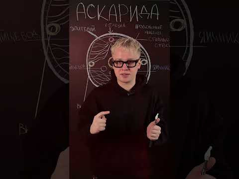 Строение аскариды | Биология с Яном