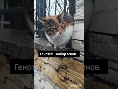 #генетика #генотип #хромосома