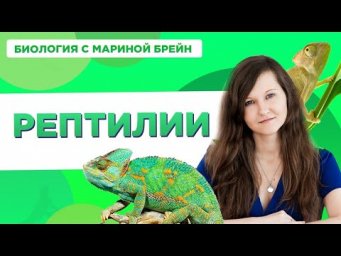 Рептилии (пресмыкающиеся)