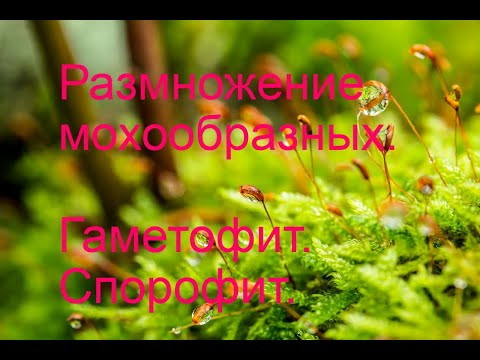 Гаметофит и спорофит мохообразных. Размножение мохообразных. Гаметофит и спорофит мохообразных. Размножение мохообразных.