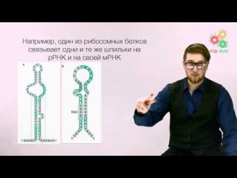 Реализация геномной информации. Трансляция. Регуляция и контроль качества. Часть 1 (без музыки)