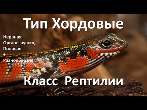 21. Рептилии часть II (7 класс) - биология, подготовка к ЕГЭ и ОГЭ 2021