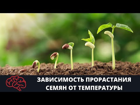 Семя  Зависимость прорастания семян от температуры Опыт