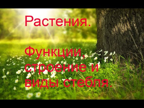 Функции и строение стебля.