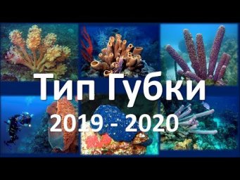 3. Губки (7 класс) - биология, подготовка к ЕГЭ и ОГЭ 2020