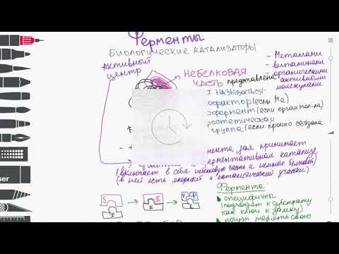 Виды белков. Строение фермента. Скорость ферментативный реакции.