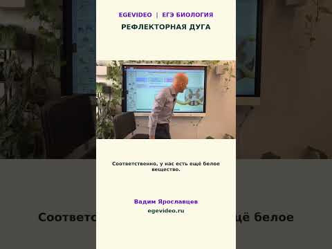 Некоторые моменты строения спинного мозга Некоторые моменты строения спинного мозга