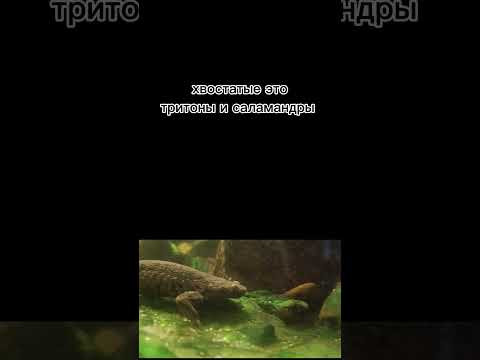 классификация амфибий ,#земноводные # биология #жаба  #тритон