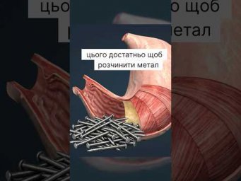 Вивчаємо травну систему #нмт #anatomy