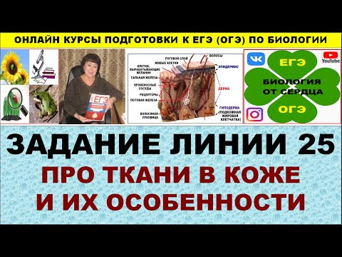 ЗАДАНИЕ ЛИНИИ 25 ПРО ТКАНИ КОЖИ И ИХ ОСОБЕННОСТИ ЗАДАНИЕ ЛИНИИ 25 ПРО ТКАНИ КОЖИ И ИХ ОСОБЕННОСТИ
