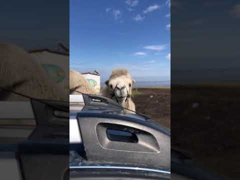 Откуда здесь верблюд? Учим китайский язык