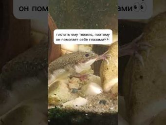 #шпорцевая #лягушка ест.         #земноводные