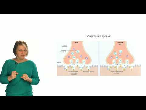 Физиология человека и животных. Нервно-мышечный синапс (Зыбина А. М.) Физиология человека и животных. Нервно-мышечный синапс (Зыбина А. М.)