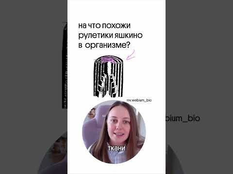 а вы любите рулетики яшкино?