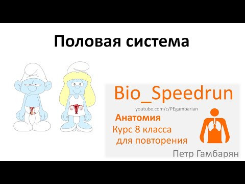 21. Половая система (Speedrun анатомия 8 класс, ЕГЭ, ОГЭ 2021)